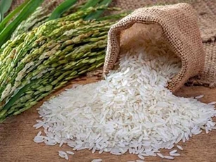 Nhìn vào đặc điểm này biết ngay gạo sạch hay gạo "ngậm" hóa chất cực độc