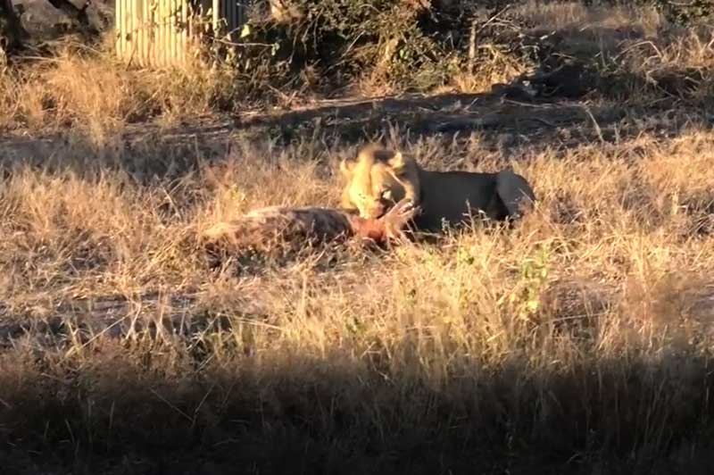 CLIP: Đàn linh cẩu bất lực nhìn sư tử đực đoạt mạng đồng loại
