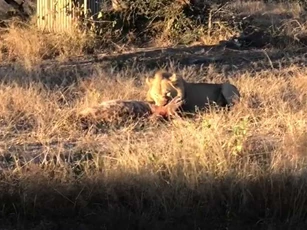 CLIP: Đàn linh cẩu bất lực nhìn sư tử đực đoạt mạng đồng loại