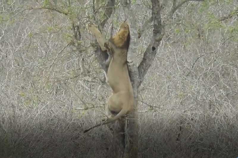 CLIP: Sư tử đực trèo lên cây để cướp mồi của báo hoa mai và cái kết