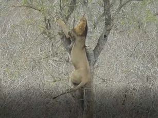 CLIP: Sư tử đực trèo lên cây để cướp mồi của báo hoa mai và cái kết