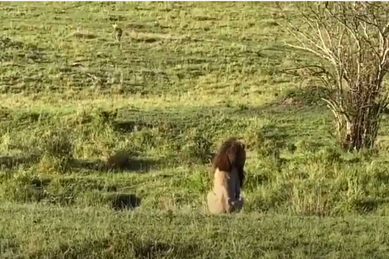 CLIP: Sư tử đực ngã "sấp mặt" khi truy đuổi linh cẩu