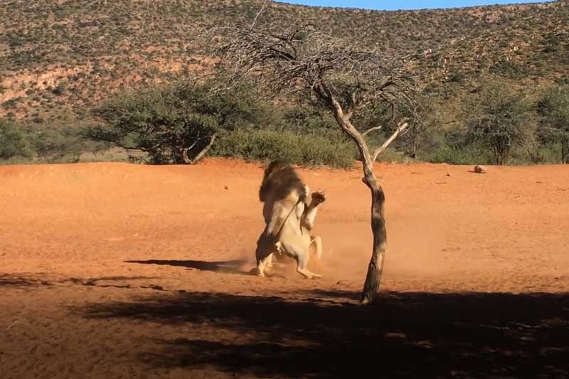 CLIP: "Anh em" sư tử đại chiến giành bạn tình