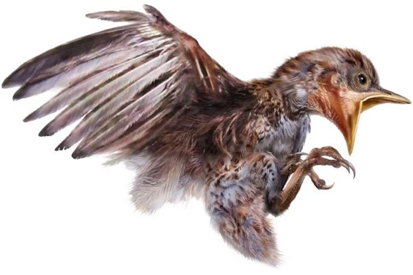 Hình ảnh mô tả lại tư thế của con chim non trong mẫu hóa thạch. Ảnh: National Geographic.