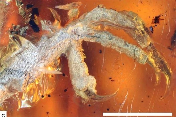 Kinh ngạc với hóa thạch chim non còn nguyên lông và chân từ thời khủng long