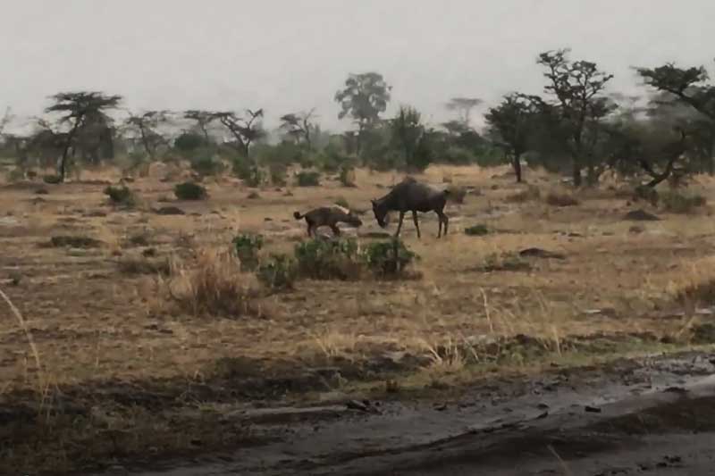 CLIP: Linh dương đầu bò quyết chiến với linh cẩu để giành mạng sống