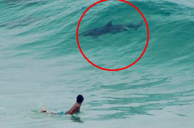 Hình ảnh chụp con cá được cho là đầu cá heo nhưng có đuôi cá mập tại bãi biển Úc. Ảnh: Pháp luật net