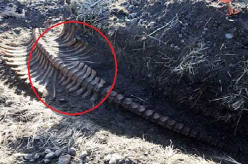 Bí ẩn bộ xương không đầu được phát hiện tại Nga