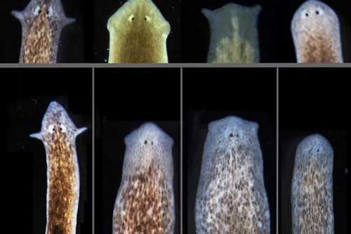 Bí ẩn loài vật 'bất tử' tự phục hồi tổn thương và tái sinh mới