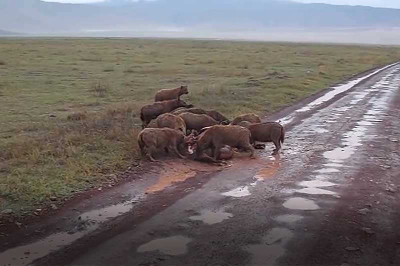 CLIP: Đàn linh cẩu xé xác trâu rừng