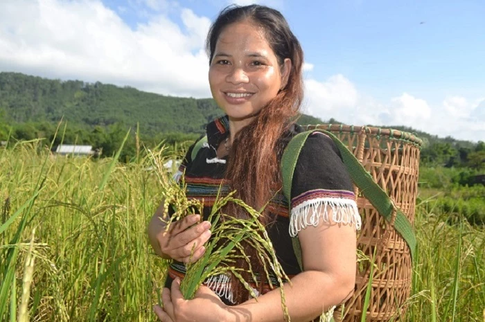 Lúa Ra dư - đặc sản, “Thóc thiêng” của người Pa Cô, sẽ được Tập đoàn Quế Lâm liên kết với người dân A Lưới phát triển theo hướng hữu cơ, trong thời gian sắp tới. (Ảnh minh hoạ)