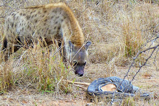 Linh cẩu láu cá ngang nhiên cướp mồi của trăn ‘khủng’