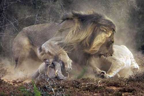 Lợn rừng kịch chiến đôi sư tử: Kết không như phim
