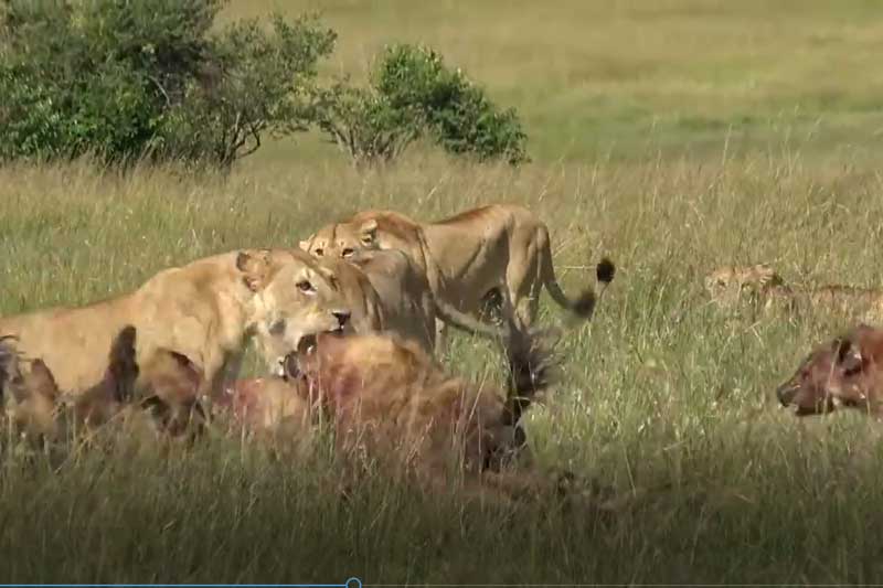 CLIP: 5 con sư tử tấn công đàn linh cẩu, giành thức ăn