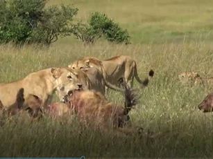 CLIP: 5 con sư tử tấn công đàn linh cẩu, giành thức ăn