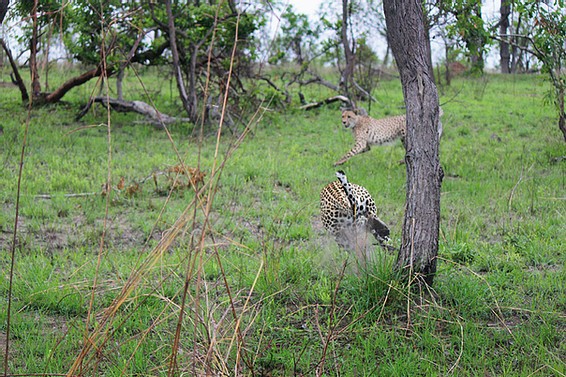 Báo săn suýt chết vì ‘đi lạc’ vào lãnh địa của báo hoa mai