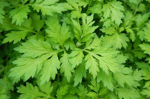 Sai lầm nghiêm trọng khi ăn ngải cứu gây ảnh hưởng sức khỏe