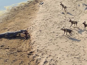 Bầy chó hoang ‘bất lực’ khi bị cá sấu khổng lồ cướp mồi