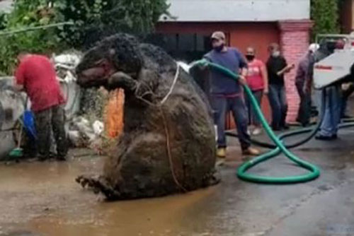 Kinh hoàng phát hiện 'chuột khổng lồ' trong đường ống nước ngầm