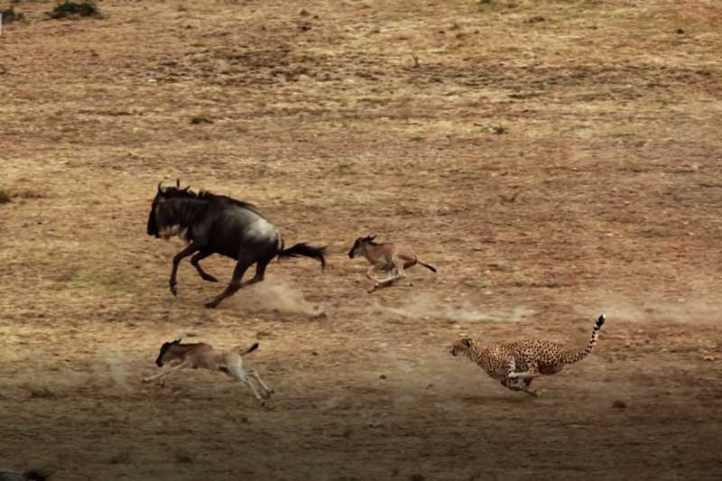 CLIP: Màn rượt đuổi nghẹt thở giữa báo săn và đàn linh dương đầu bò