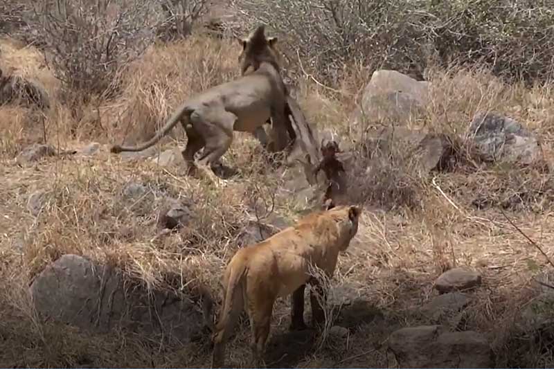 CLIP: 'Vợ chồng' sư tử giành nhau xác của một con nai sừng tấm
