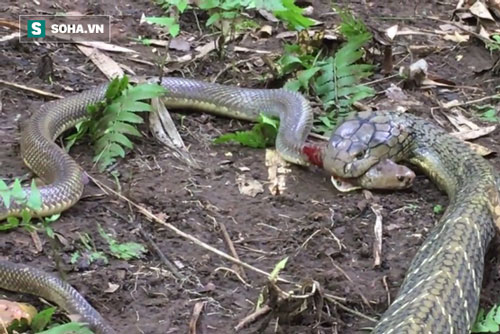 Hổ mang 'thường dân' bị hổ mang chúa tấn công: Kết cục không thể tàn độc hơn