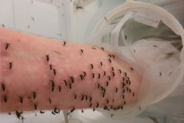 Nhà khoa học để hàng nghìn con muỗi đốt để nghiên cứu điều trị sốt xuất huyết