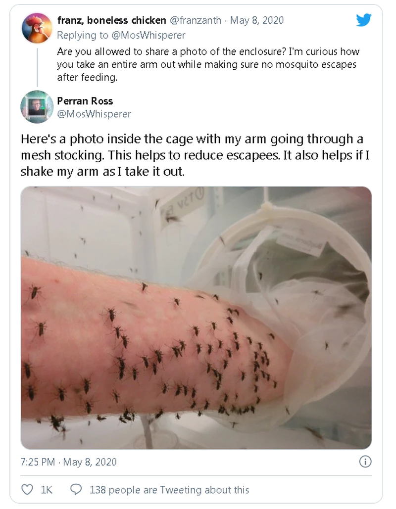 Tiến sĩ Stott-Ross dùng chính cánh tay của mình để cho muỗi đốt, nhằm nghiên cứu khả năng miễn dịch với virus gây sốt xuất huyết..