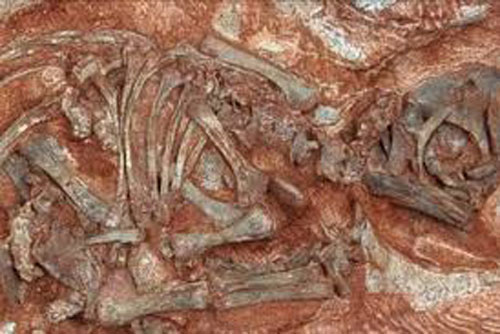 Sự thật về phôi khủng long niên đại 190 triệu năm