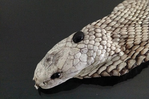 Giải mã 'viên ngọc đen' trên đầu hổ mang chúa: Sở hữu công năng chữa trị thần kỳ?