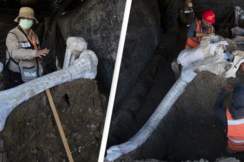 Công nhân xây dựng tìm thấy hai trăm bộ xương voi ma mút khai quật tại địa điểm ở phía bắc Thành phố Mexico, Mexico.