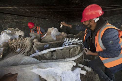 Phát hiện nghĩa địa voi ma mút khổng lồ ở công trường Mexico