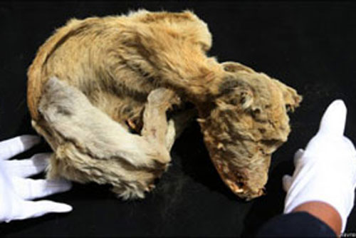 Giải mã 6 xác ướp của chó có từ thế kỷ 15
