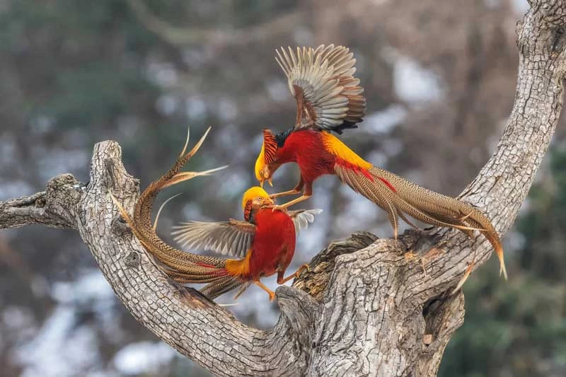 Trĩ vàng có tên khoa học là Chrysolophus pictus.