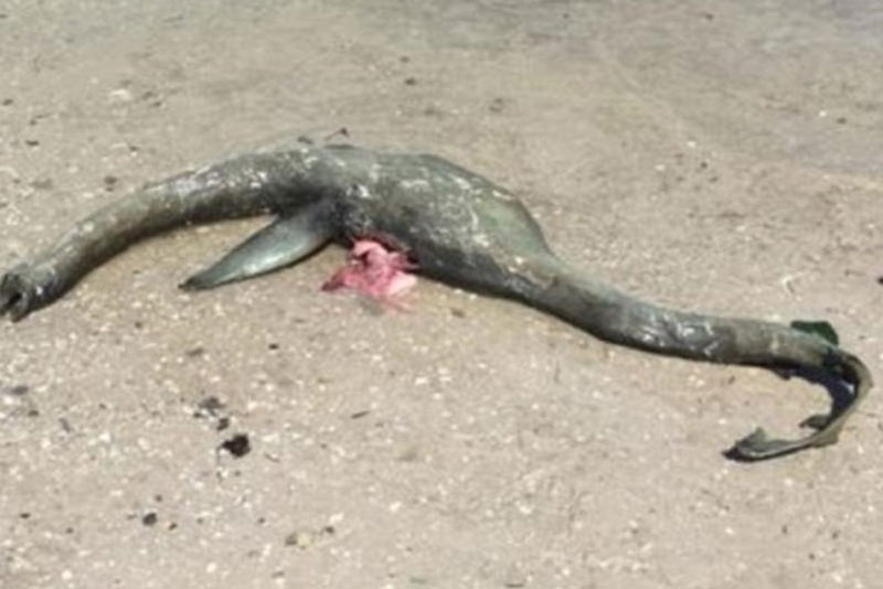 Thực hư cái chết của quái vật hồ Loch Ness