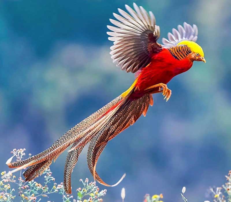 Chim Trĩ 7 Màu Vàng-Trang Trại Vườn Chim Việt