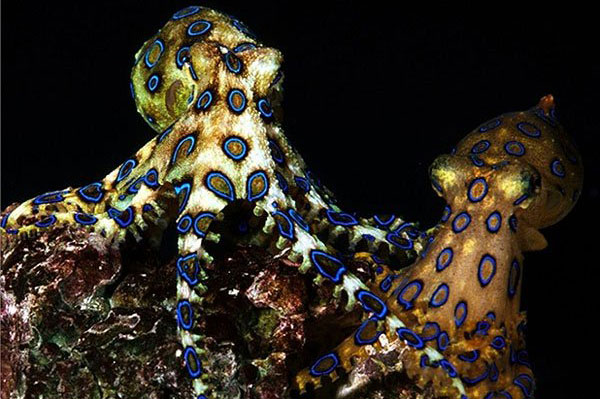 Cận cảnh 10 sinh vật biển nguy hiểm nhất thế giới