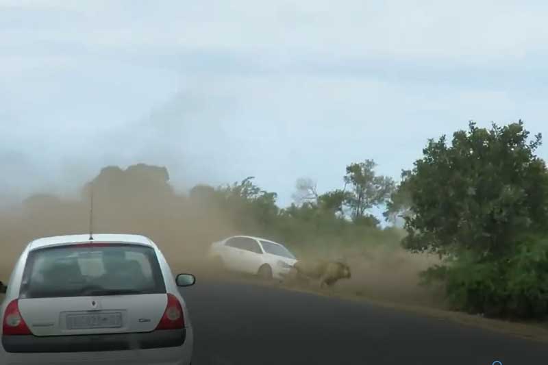 CLIP: Bị sư tử truy đuổi, đàn trâu rừng húc văng xe của du khách ra khỏi đường nhựa