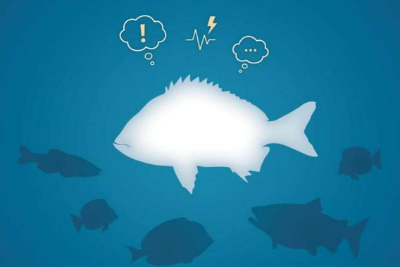 Phát hiện thú vị: Cá cũng có cảm xúc như người