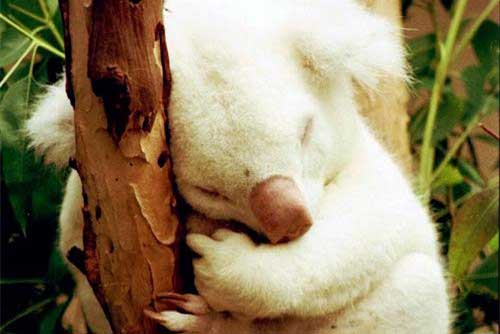 Những con vật độc đáo với màu trắng đáng yêu của tự nhiên