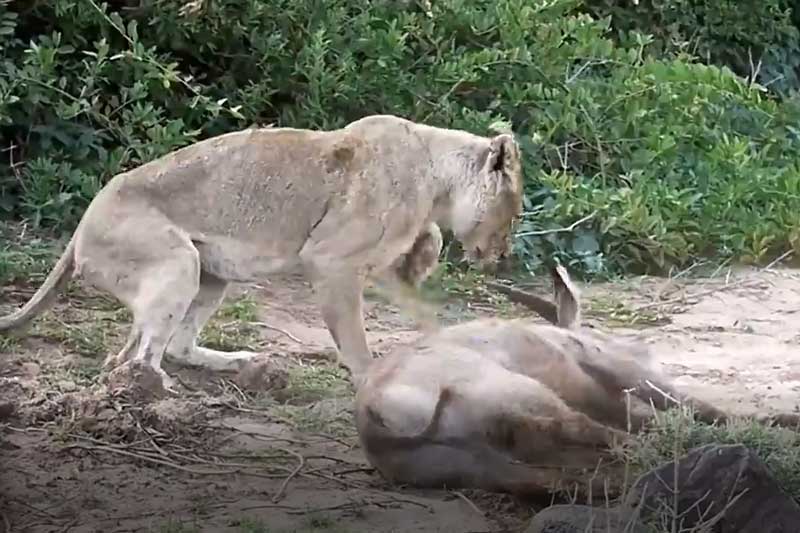 CLIP: Mẹ con sư tử đoạt mạng linh dương Waterbuck