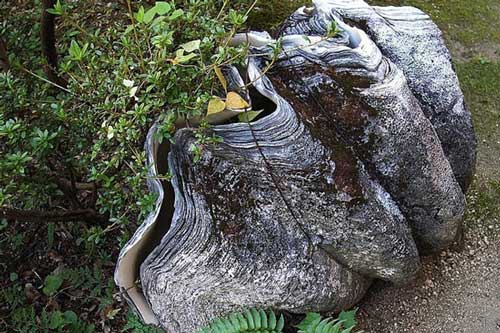 Bí ẩn loài ngao khổng lồ nặng hơn 300kg