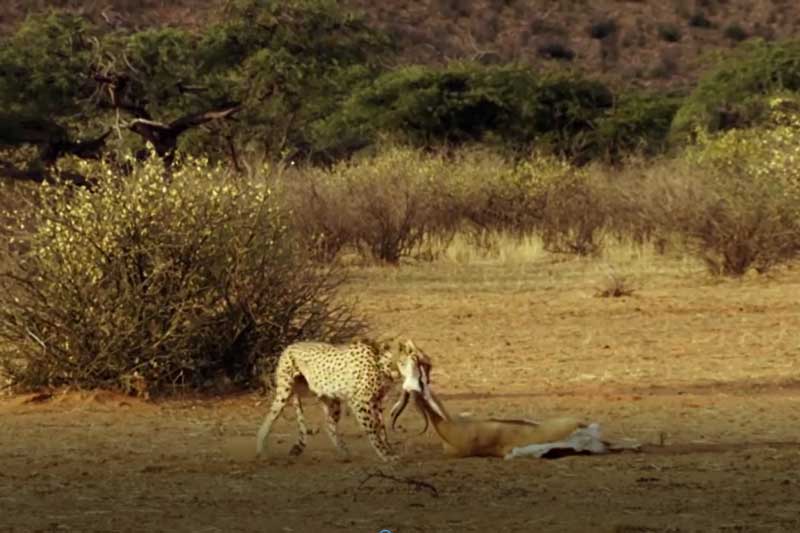 CLIP: Báo săn đoạt mạng linh dương trong chớp mắt