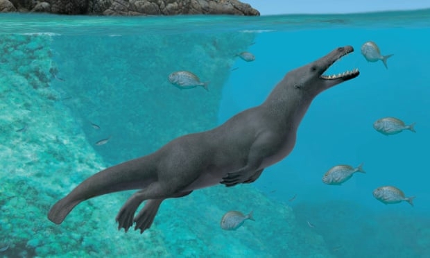 Thủy tổ loài cá voi là động vật lưỡng cư có 4 chân?