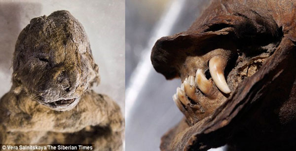 Bí ẩn xác ướp sư tử cách đây 12.000 năm còn nguyên da và lông