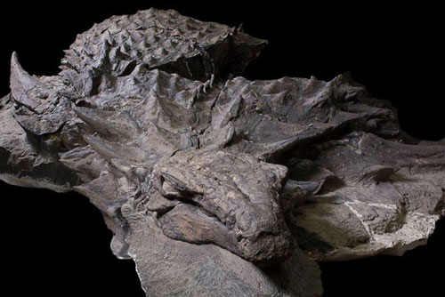 "Xác ướp" khủng long được bảo quản nguyên vẹn hơn 100 triệu năm có trọng lượng gần như tương tự lúc còn sống