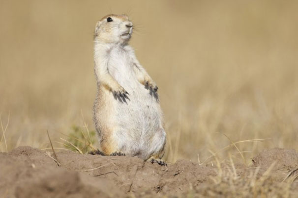 Những loài động vật cư xử giống như con người