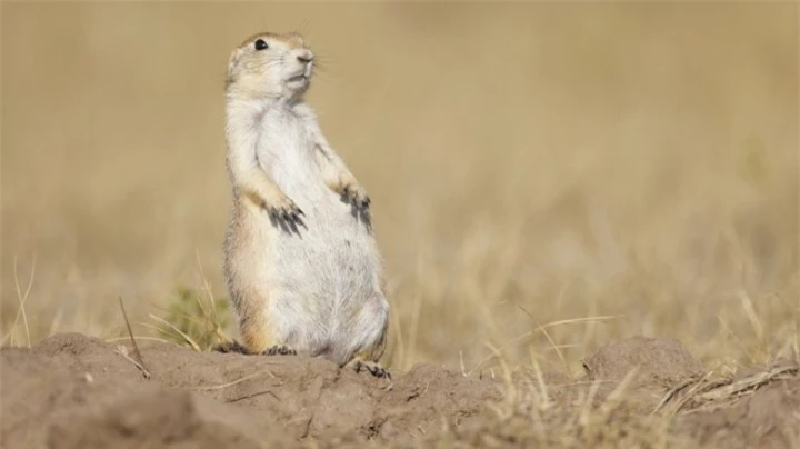 prairie-dogs-have-language-1543942712