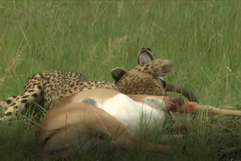 CLIP: Linh dương Impala bỏ mạng khi bị báo săn tấn công