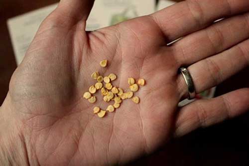 Bí ẩn 100 hạt giống có niên đại 2.000 năm tuổi trong cổ mộ